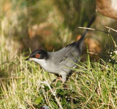 Deze schuwe en bewegelijke Zwartkop, is moeilijk met een mooie setting te fotograferen, maar ik geef niet op, en hoop hem een dezer dagen toch nog mooier te pakken te krijgen.