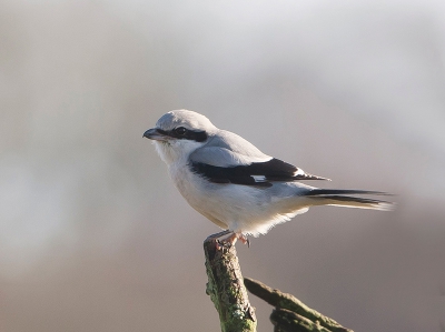 Zaterdag even naar de Hoge Veluwe  en daar gunde 
deze Klapekster ons een mooi moment