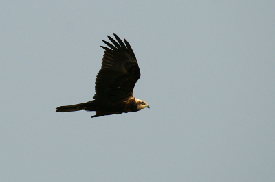 Samen met de buizerden, torenvalken en reigers op zoek naar de vele aanwezige muizen.

Minolta Dynax 7D en sigma 50-500mm.