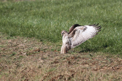 Deze Buizerd dacht dat hij een prooi zag en begon zich heel mooi te rekken en te strekken, wat diverse prachtige plaatjes opleverden.