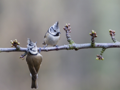 Gisteren een ochtend in de nieuwe hut van het Centrum voor Natuurfotografie gezeten. Dit resultaat sprong er voor mij wel uit.