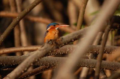 Tijdens onze studiereis naar Gambia deze prachtige Malachietijsvogel weten te fotograferen. De mangrove is geen makkelijke plaats om foto's te maken met al die wortels. Het is wat jammer dat er verschillende takken storend zijn, maar je kan niet alles hebben...