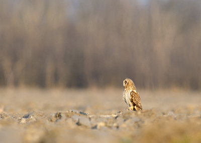 Deze foto heb ik gemaakt languit liggend op de grond, met de camera op een zgn. bonenzak. Deze foto plaats ik, omdat ik de kleuren van de omgeving mooi vind passen bij de op muizen spiedende uil.