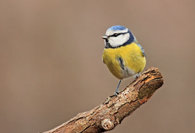 This lovely Blue Tit was one of the many birds that landed in front of the photography hide. Other birds were Hawfinch, Sombre Tit, Brambling, Jay, Great Tit. In total more than 15 species were heard from the hide for about 4 hours.