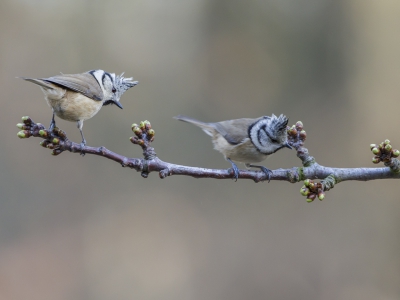 Nog een ' dubbele' kuifmees uit de het van de Stichting voor Natuurfotografie.