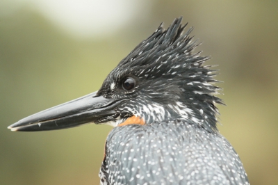 Dit mooie exemplaar was absoluut niet schuw.
Waarschijnlijk alle focus op hetgeen waar deze "kingfishers" het beste in zijn, vissen.... 
Prachtig hebben wij een half uur lang deze jager mogen observeren.