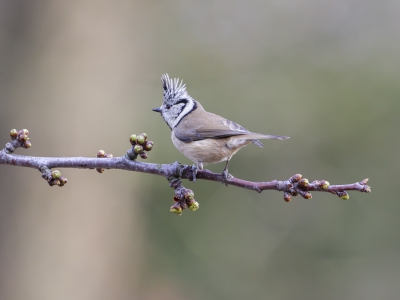 Dit wordt m'n laatste kuifmees. Maar zeg nu zelf, met zo'n vogeltje voor je lens kan je dag niet meer stuk.