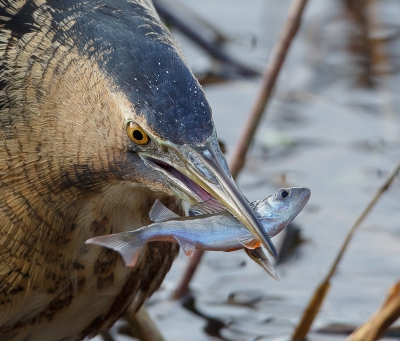 Ik had nog nooit een Roerdomp van zo dichtbij gezien, laat staan een die binnen een paar uur tientallen vissen naar binnen werkte.  Wat een prachtig gezicht om te zien hoe deze vogel aan het vissen was: met horizontaal gestrekte nek en turend tussen de rietstengels, zijn kop draaiend met steeds een oog vlak boven het water. Als hij een vis in beeld had begon hij te trillen en sloeg vervolgens toe. Negen van de tien keer was het raak. Hier een close-up met een Baarsje.