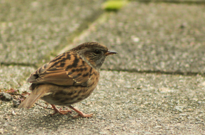 Deze Heggenmus is een trouwe bezoeker van onze achtertuin. Vaak zit ie verborgen tussen de plantjes, maar hier zat ie heel even vrij.