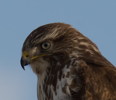 Deze buizerd gaf mij de tijd om hem goed op de foto te zetten. Helaas heb ik niet de hele buizerd op de foto kunnen zetten, vandaar deze compo.