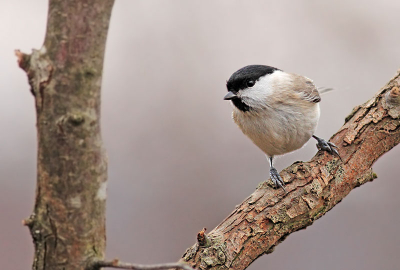 This lMarsh Tit was one of the many birds that landed in front of the photography hide. Other birds were Hawfinch, Sombre Tit, Brambling, Jay, Great Tit. In total more than 15 species were heard from the hide for about 4 hours.