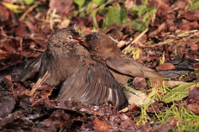 In onze tuin zaten twee merels te vechten. Het ging er tot bloedens aan toe.