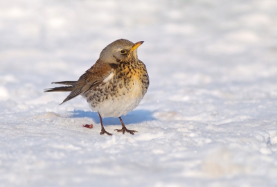 In januari toen er nog behoorlijk veel sneeuw lag met Hans Overduin samen op pad geweest. We hebben een hele mooie reeks opnames kunnen maken van deze fraaie lijsterachtige vogel. Ze zaten regelmatig van de bessen van de Berberis en Dwergmispel struik te vreten, maar wat er in gaat, moet er ook weer uit. ;-)

Meer opnames zijn te zien in mijn nieuwe blog http://rvdaalen.blogspot.nl/ of op mijn site http://www.rvdaalenfotografie.nl