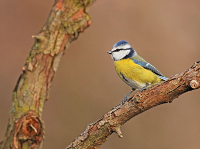 This Blue tit was one of the lovely birds that landed on the perches in front of one of our hides together with birds like Hawfinch, Sombre Tit, Greenfinch, Brambling, Marsh Tit. More than 15 bird species were heard from the hide.