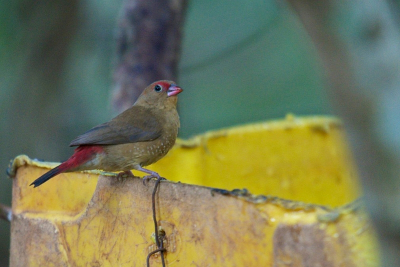 Door de witte oogrand en meer gestipte borst is deze vogel gedetermineerd  als een vrouw Bar-Breasted Firefinch en niet als een Red-Breasted Firefinch
We hebben beide soorten gezien in verschillend gebieden en ook door meerdere mensen. Een andere mening is altijd welkom.