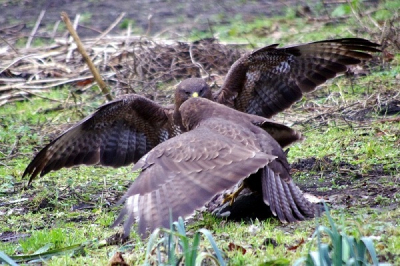 Koppel buizerds gesignaleerd en op de weggelegde prooi gekregen.