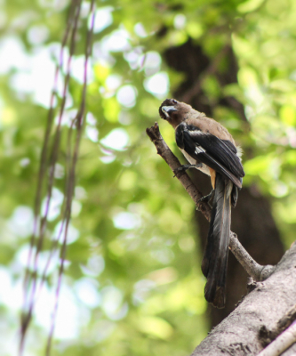 Grijsborstboomekster is een mond vol voor een vogel die je dagelijks in Taiwan tegen komt. Deze is van afgelopen zomer. We kijken er naar uit deze vogel en vele anderen weer tegen te komen dit jaar in Taiwan.