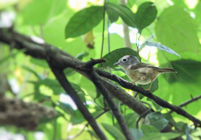 Tijdens de dagelijkse wandeling door de jungle in Taiwan kwamen we deze vogeltjes regelmatig tegen. Het mannetje en vrouwtje Grijswangnontimalia lijken erg op elkaar. Volgens mij is dit een jong.