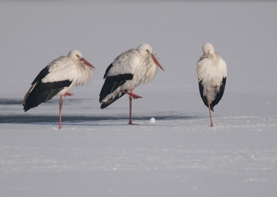 (Na het Ghanese geweld).
Er waren een aantal Ooievaars gesignaleerd in het Gentse. Toen ik naar een van mijn 'vogelkijkplaatsen' ging, zag ik er een vijftal op het bevroren en besneeuwde water staan. Beetje per beetje kwam ik dichter, en kon in de sneeuw in buiklig deze foto nemen.