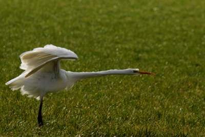 Mijn eerste foto op BP! Deze Zilverreiger strekte na een langere  rustpauze eerst zijn poten en daarna de lange nek. was net op tijd om dit vast te leggen. Ik had het nog niet eerder gezien