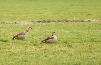 Netals ik, kijkt dit gezelschap alweer uit naar de lente. Een dag later was dit weiland wit en werden we eraan herinnert dat het zover nog niet is.