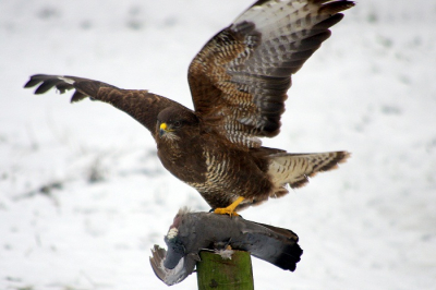 Buizerd paar komt regelmatig op bezoek, maar hebben heel veel geduld voor dat ze naar de prooi komen.