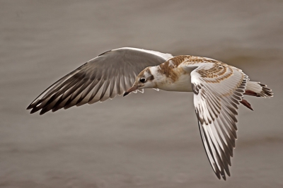 De vogel vloog voorbij, toen ik in de vogelkijkhut  op de uitkijk zat. De kleurenschakering vond ik erg mooi. Ook leek het erop dat de meeuw heel relaxed rondvloog.
