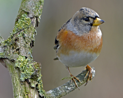 Gemaakt vanuit mijn vaste fotohut, heel heel  koud die dag maar desondanks dit mooie vogeltje vast kunnen leggen.