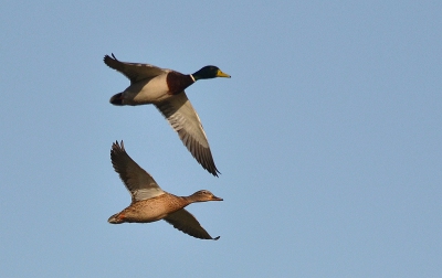 het jagen op de vrouwtjes is al weer begonnen
deze twee zijn geen tamme stads wilde eenden
maar echte schuwe WILDE eenden van de ijssel