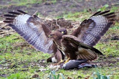 De buizerd heeft heel veel geduld, als het vreemd is , kan hij (zij) uren zitten wachten. En kan dagen zonder te eten.