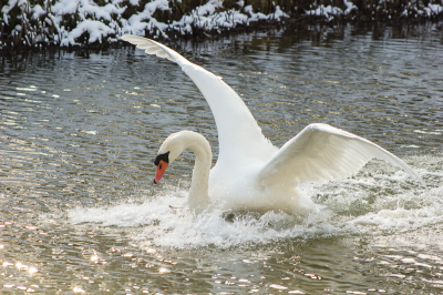 Toen we langs het water liepen hoorde ik plots een enorm kabaal achter me. Het was het klappen van de vleugels van deze zwaan op het water. Het was een korte maar indrukwekkende vlucht. Dit is een foto van de landing.