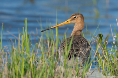 De foto is genomen bij het prachtige stukje langs Ezumakeeg. In het seizoen komen hier bijna net zoveel vogelaars als vogels en is er altijd wel iets te beleven. Langs en tussen het riet was het even zoeken. Deze Grutto knalde eruit en ik moest dit portret wel vastleggen.
Nikon D300s, 500 f4, ext. 1.4
ISO 250, Aperture F 5.6, 1/1250 Afstand 17 meter.