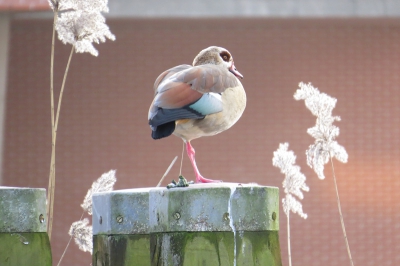 nijlgans stond te pronken met prachtige veren op een koude namiddag