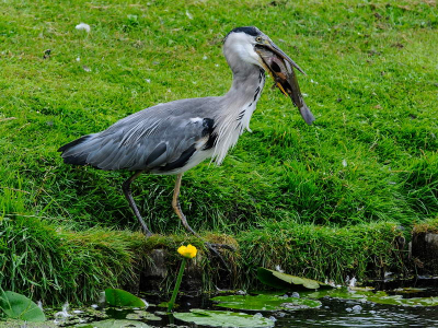 Reiger vangt Karper en heeft moeite met slikken...
