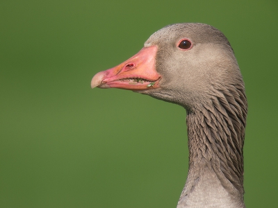 De Grauwe Ganzen die hun jongen krijgen in de stadsparken trekken de weilanden in op zoek naar geschikt gras. Op mijn vaste voorjaars fotostek, wordt een foto dan onvermijdelijk. Hoewel Grauwe Ganzen momenteel veel onrust onder boeren veroorzaken en zelfs Vogelbescherming Nederland akkoord is gegaan met afschot van deze zomerganzen, moeten we niet vergeten wat een prachtige vogel de Grauwe Gans eigenlijk is.