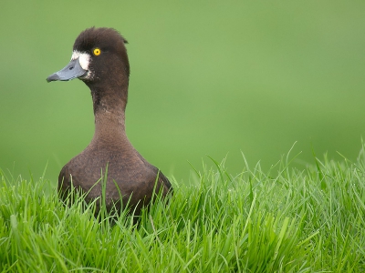 Dit vrouwtje Kuifeend verbleef enkele weken op mijn vaste fotoplek en had altijd een schare minnaars om zich heen. In deze tijd van het jaar zaten ze veel in het gras. Deze dame liep naar mij toe om zich even te onttrekken aan de avances van haar minnaar.