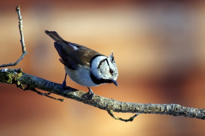 De kuifmees is een nieuwsgierig vogeltje , deze kan je heel gemakkelijk op het voor krijgen.