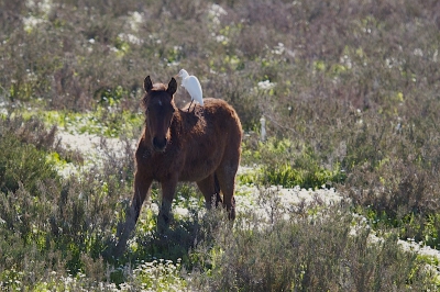 Tijdens doorreizen in de Natuurgebied Donana waren ook de koereigers te zien. Het was grappig dat elk paard eigen vogeltje op de rug had. Een dubbele portret maken was moeilijk; hier is een poging...