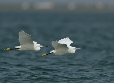 Je ziet ze hier in nederland niet zo heel vaak, in overwinteringsgebieden zie je ze geregeld. mooie reiger soort vind ik.