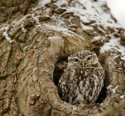 steenuil voor het nest tijdens een sneeuwbui.
Nikon D7000  met nikkor 400/f2.8
sluitertijd 1/80 sec  diafragma f4 ISO 640 
Ik plaats de foto voor de fotowedstrijd.