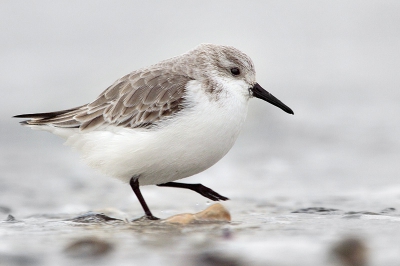 Deze drieteenstrandloper gefotografeerde ik vorige winter op het strand van Heist, op de dag dat er potvis er gestrand was. De potvis, die de naam Theofiel kreeg, lokte duizenden kijklustigen. De meesten liepen de nochtans heel bedrijvige 'drieteentjes' straal voorbij, die zich druk foeragerend opmaakten voor de terugkeer naar hun noordelijke broedgebieden.