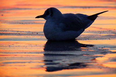 Deze kokmeeuw fotografeerde ik op een winterse avond op het strand van Knokke. Ik koos voor een opname in silhouet tegen de kleurrijke achtergrond van de avondlicht dat reflecteerde op het natte zand. Het neusgat van de kokmeeuw werd opvallend zichtbaar op deze manier.