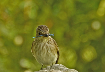 Er waren meerdere boompiepers actief, ze gingen geregeld op steen zitten, zodat ik de camera gecamoufleerd dichtbij  kon opstellen en met afstandbediening afdrukken.
Ik vind de combinatie van vogel en waterjuffer fraai.