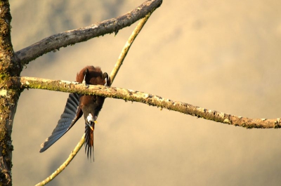 Genomen met een ondergaande zon. De Oropendola maakt aldoor zijn geluid en daarbij laat hij zijn lichaam naar voren vallen om vervolgens weer rechtop te gaan zitten.