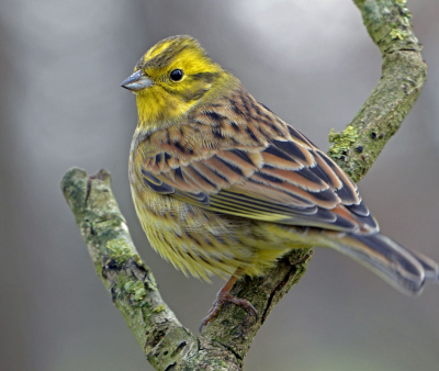 Vanuit mijn vaste fotohut dit prachtige gele vogeltje  vast kunnen leggen, vanaf een rijstzak op een plank ondersteund door twee palen,
geeft een perfecte stabiliteit.