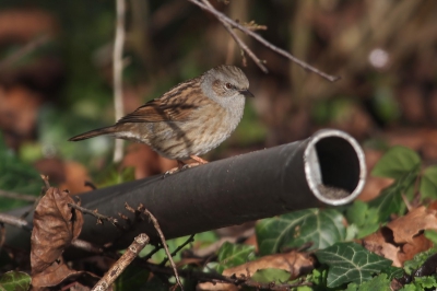 In de stad kom je vaak afval tegen waaronder deze pijp. Als je lang genoeg wacht komt er vanzelf, vroeg of laat, wel een vogel op te zitten zo ook deze Heggenmus.