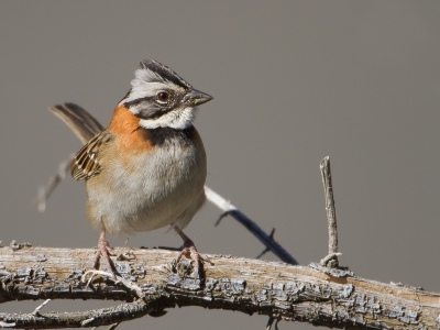 De Izaru vulkaan ligt op een uurtje rijden van San Jose. Apart landschap, deels erg desolaat maar ook plekken met prachtige bloemen, welke veelvuldig bezocht werden door Kolibri. Ook de Roodkraaggors komt hier veel voor, hier een met op de achtergrond het grijs van de krater.