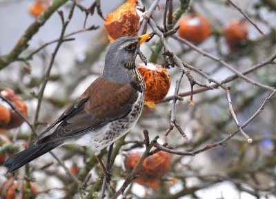 Deze Kramsvogel zat heerlijk te smullen van de bijna vergane appels.