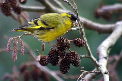 Een prachtig mannetje ,zo mak en zo mooi voor de lens , echt een vogeltje om van te genieten.
