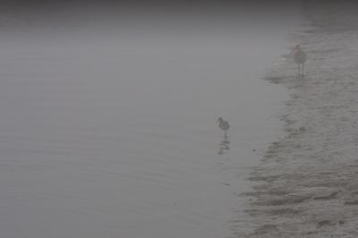 Tureluur en Wulp in de potdichte mist langs de waterkant, het leek vanmorgen wel een zwart/wit film waar ik doorheen reed.
Deze foto geeft dat mooi weer